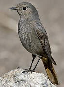 Black Redstart