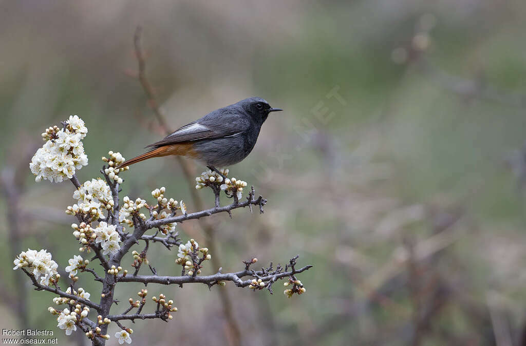 Black Redstart male adult breeding, habitat, pigmentation