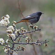 Black Redstart