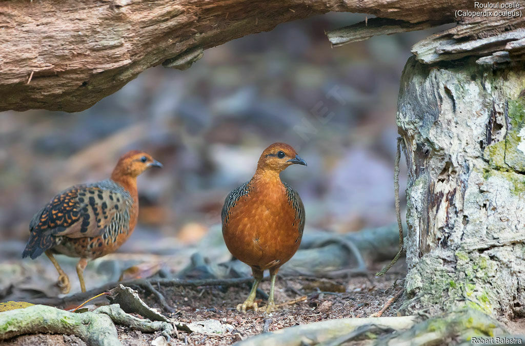 Ferruginous Partridge