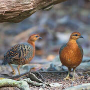 Ferruginous Partridge