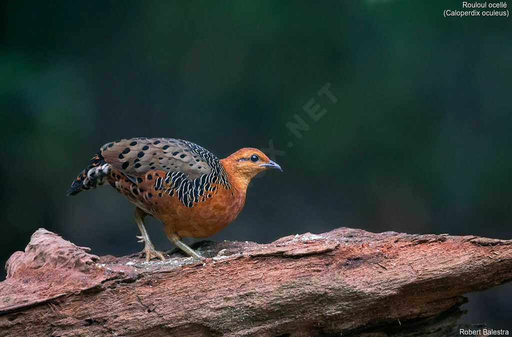 Ferruginous Partridge