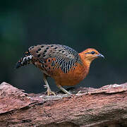 Ferruginous Partridge