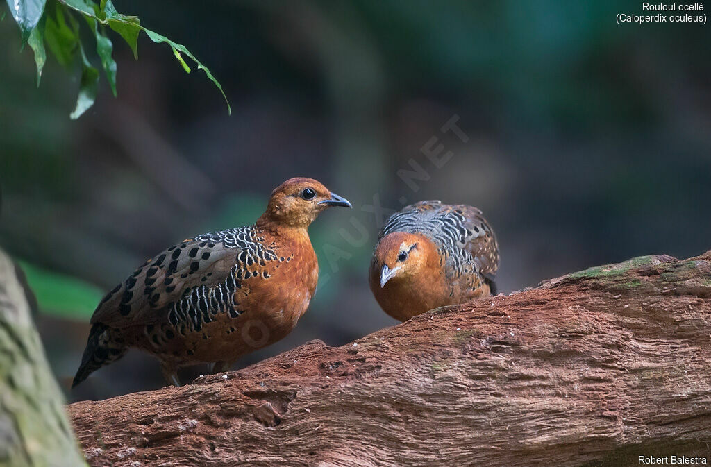 Ferruginous Partridge