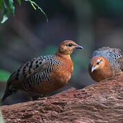 Ferruginous Partridge