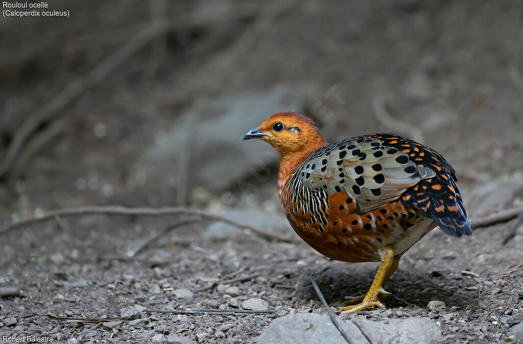 Ferruginous Partridge