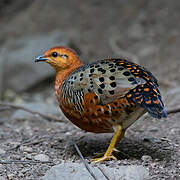 Ferruginous Partridge