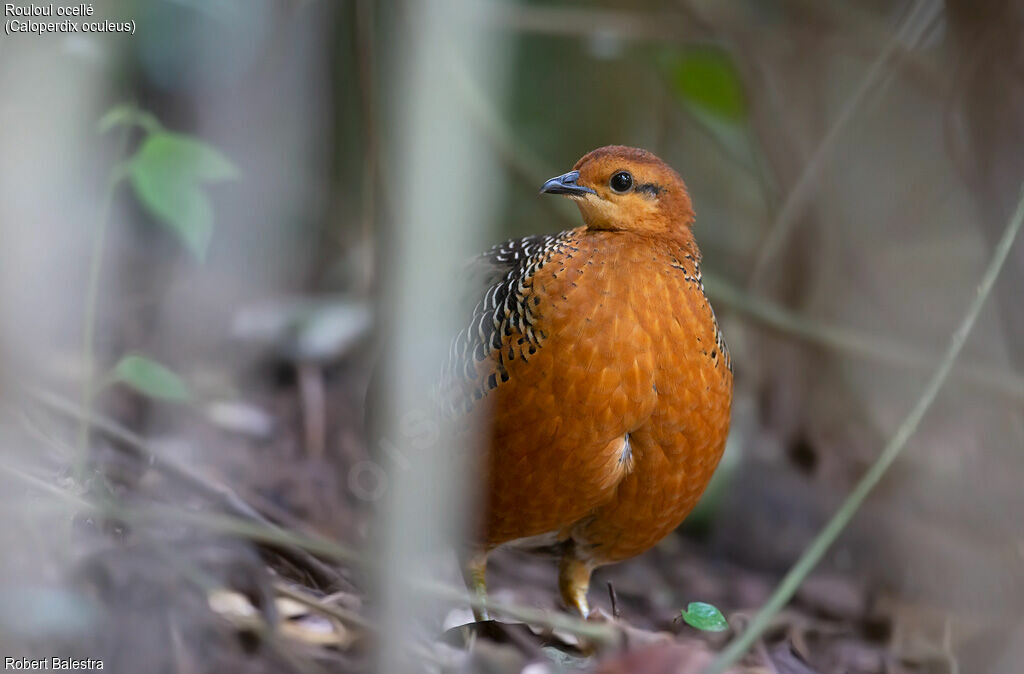 Ferruginous Partridge