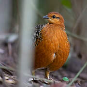 Ferruginous Partridge