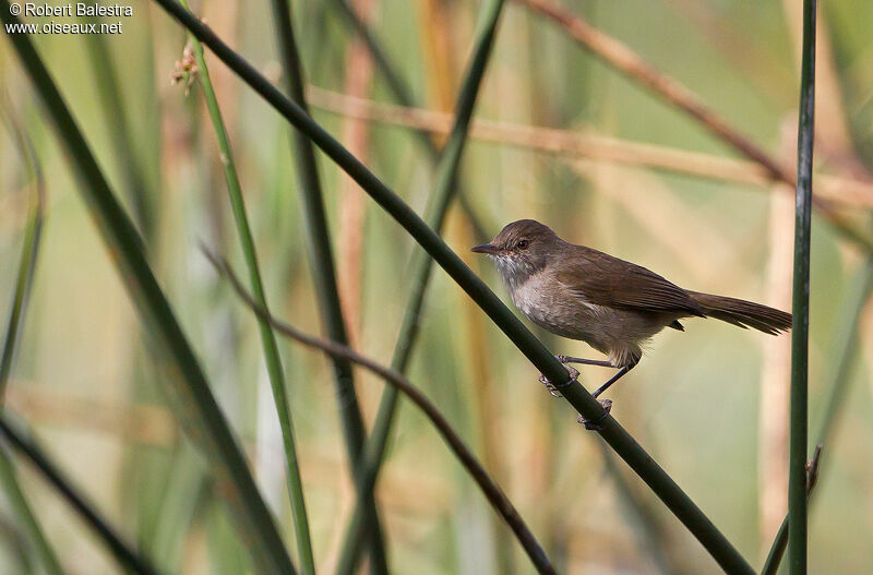 Lesser Swamp Warbler