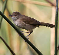 Lesser Swamp Warbler