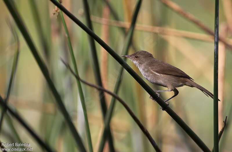 Lesser Swamp Warbleradult, identification