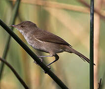 Lesser Swamp Warbler