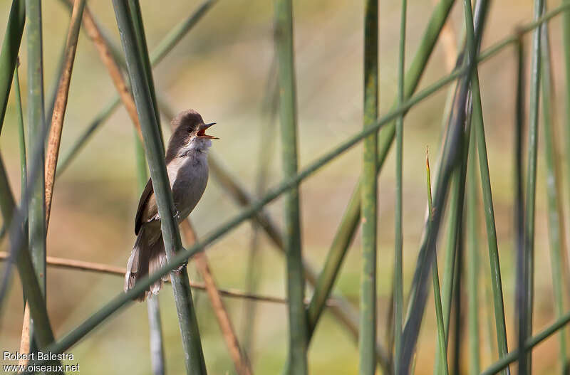 Lesser Swamp Warbler male adult, habitat, song