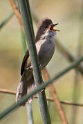 Lesser Swamp Warbler