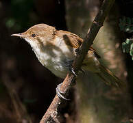 Lesser Swamp Warbler