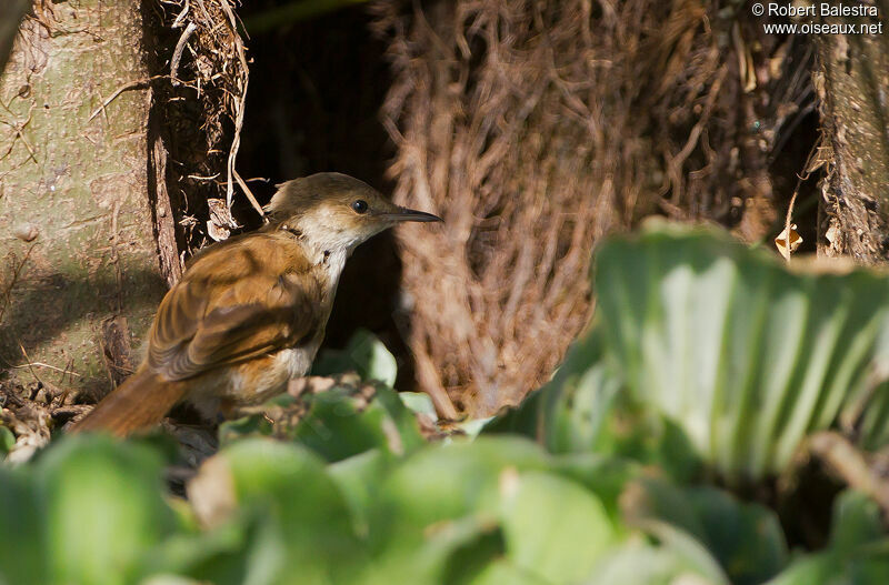 Lesser Swamp Warbler