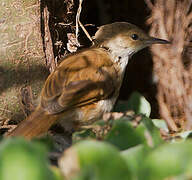 Lesser Swamp Warbler