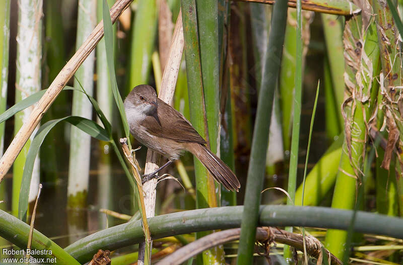 Lesser Swamp Warbleradult, habitat, pigmentation