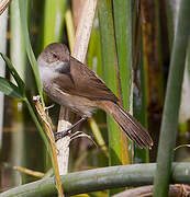 Lesser Swamp Warbler