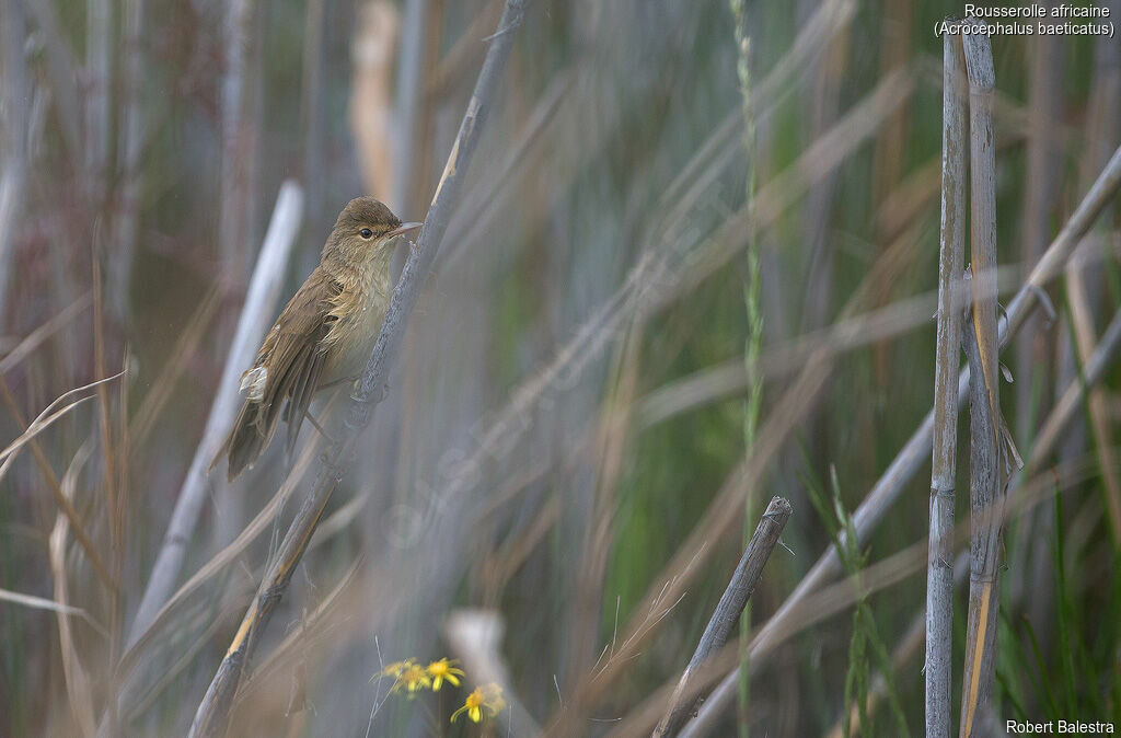 African Reed Warbler