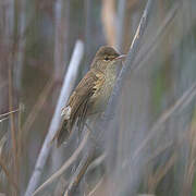 African Reed Warbler