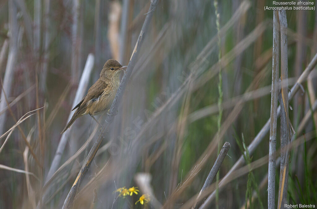 African Reed Warbler