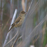 African Reed Warbler