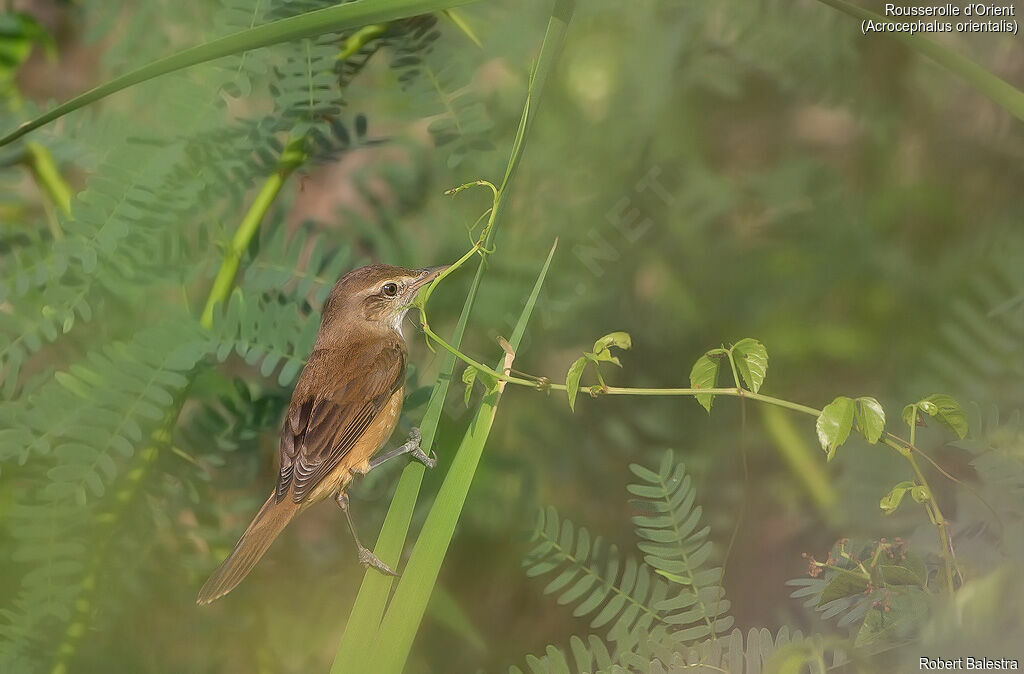 Oriental Reed Warbler