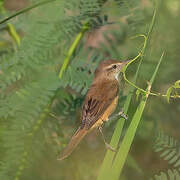 Oriental Reed Warbler