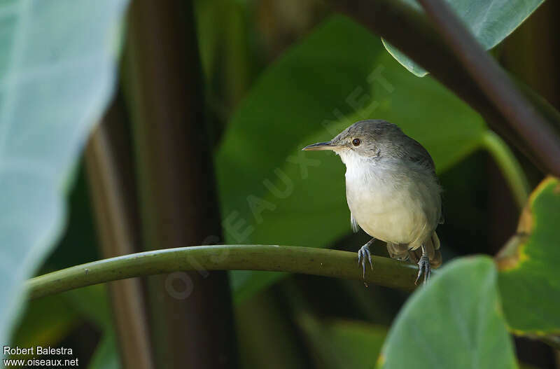 Greater Swamp Warbler, close-up portrait