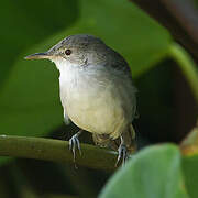 Greater Swamp Warbler