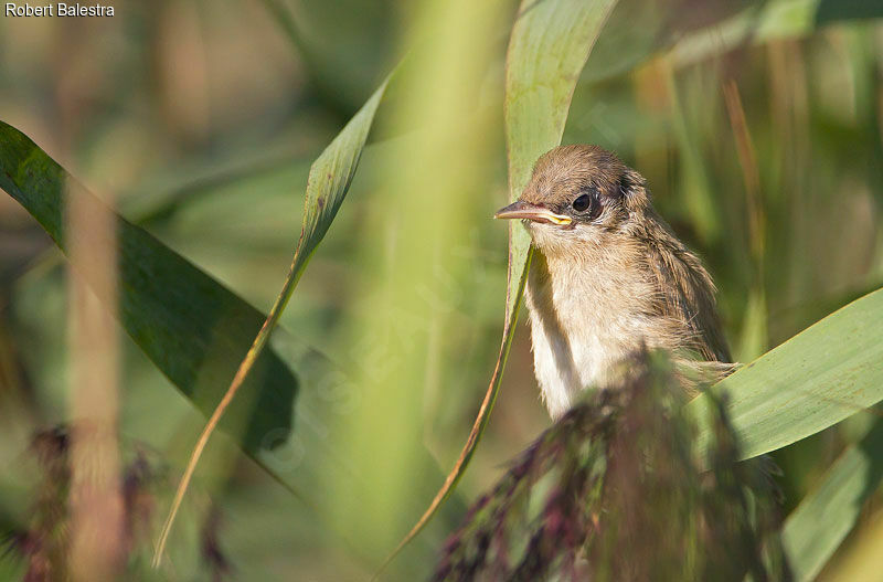 Common Reed Warblerjuvenile