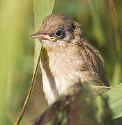 Eurasian Reed Warbler