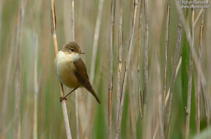 Common Reed Warbler