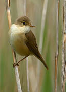 Eurasian Reed Warbler