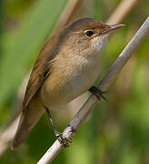 Eurasian Reed Warbler