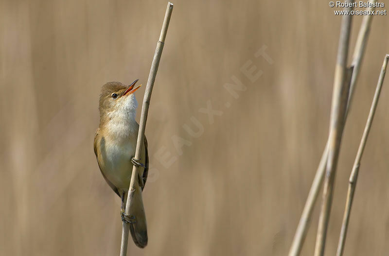 Common Reed Warbler