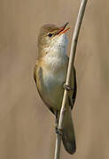 Eurasian Reed Warbler