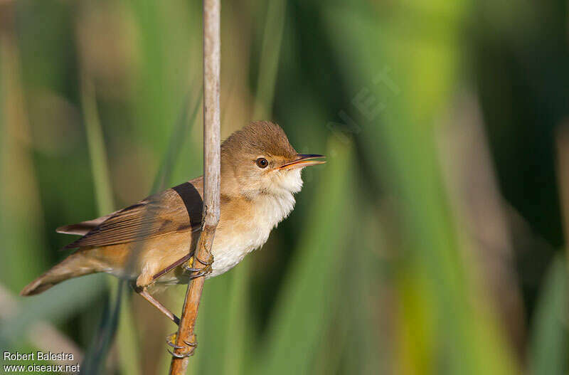 Common Reed Warbler