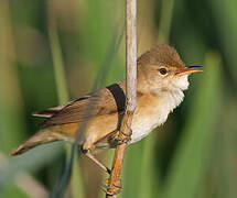 Common Reed Warbler