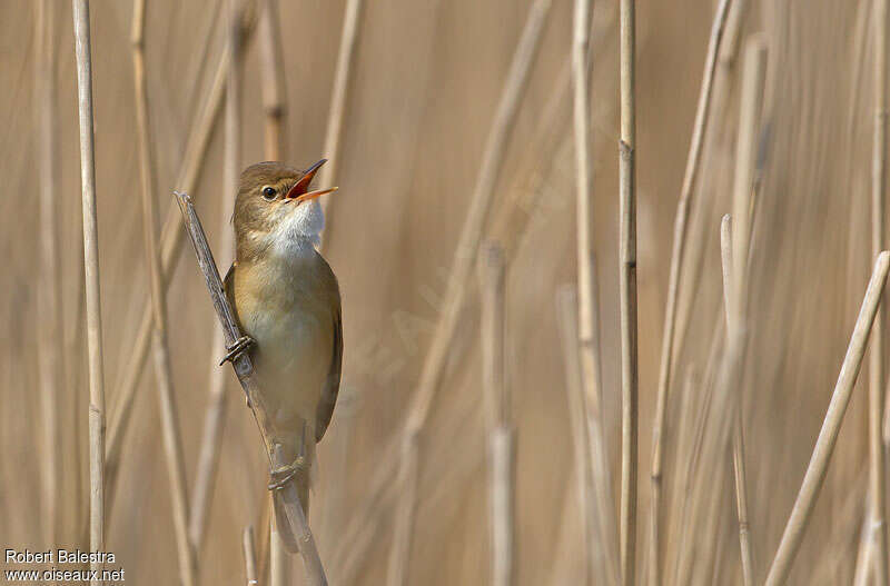 Eurasian Reed Warbler male adult, song