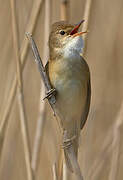 Common Reed Warbler