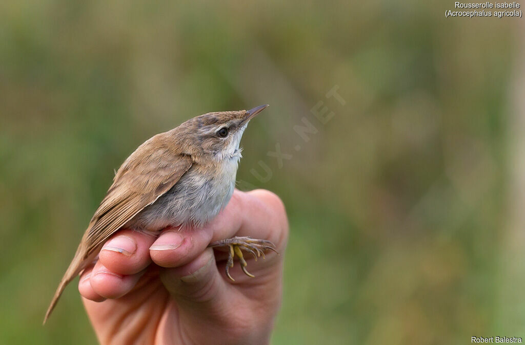 Paddyfield Warbler