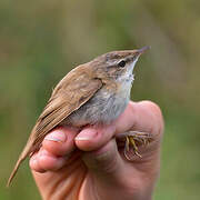 Paddyfield Warbler