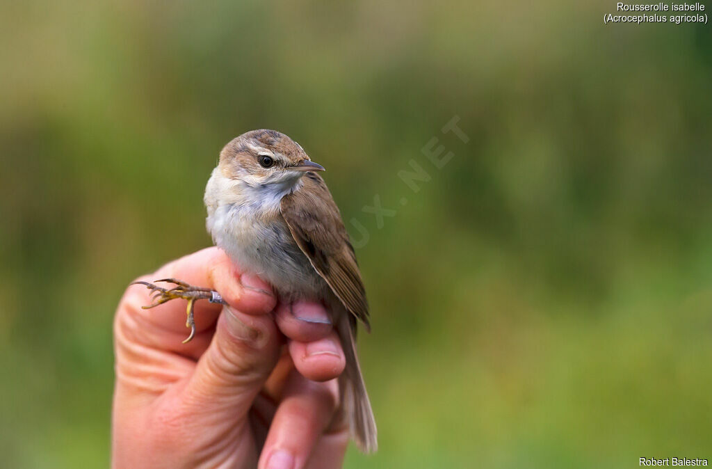 Paddyfield Warbler