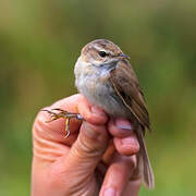 Paddyfield Warbler