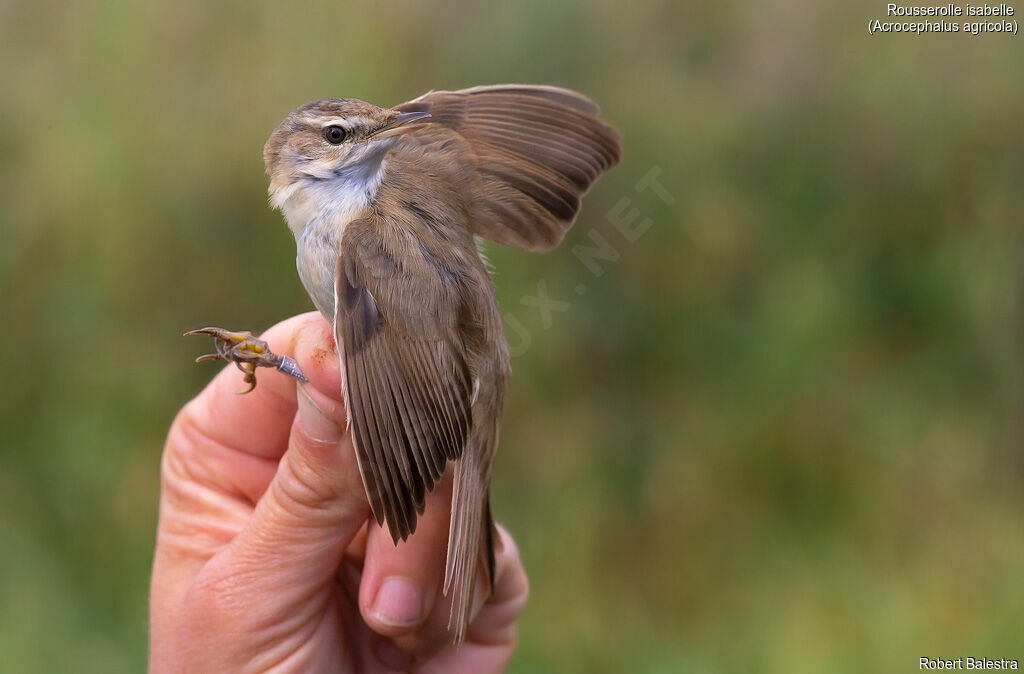 Paddyfield Warbler