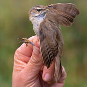 Paddyfield Warbler