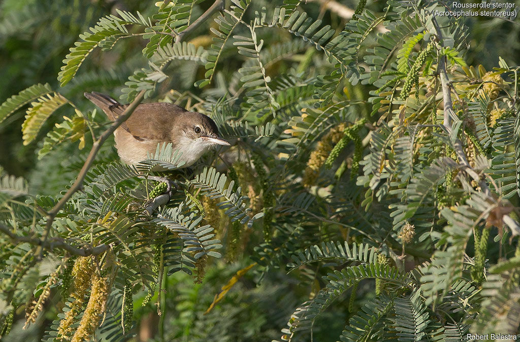 Clamorous Reed Warbler, habitat, pigmentation